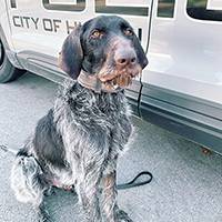 Police K-9, Jax 